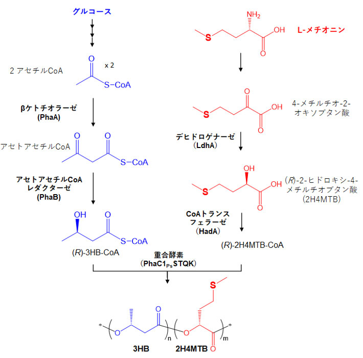 図3 大腸菌内に構築した生合成経路 デヒドロゲナーゼ（LdhA）とCoAトランスフェラーゼ（HadA）はクロストリジウム属細菌由来の酵素。重合酵素（PhaC1PsSTQK）は、基質特異性拡張型の改変体。