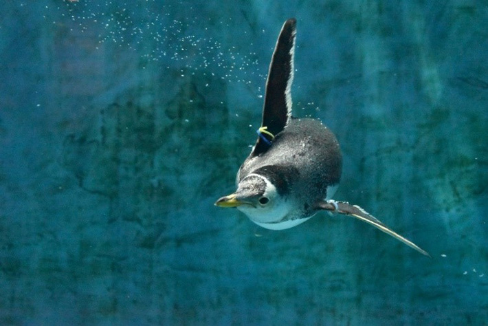 羽ばたいて右旋回するジェンツーペンギン（撮影：長崎ペンギン水族館）
