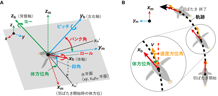 図1 ペンギンの水平面に対する姿勢角（A）と軌跡（B）。 