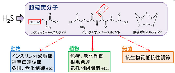 図1 超硫黄分子による生体機能の制御 