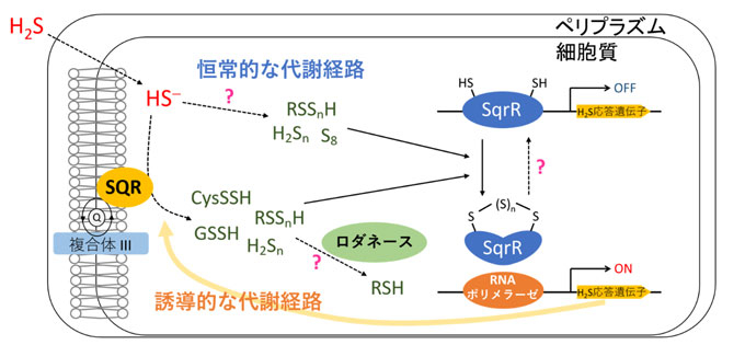 図2 SqrRによる転写制御機構における超硫黄分子代謝 細胞が外因性あるいは内因性の硫化水素（H2S/HS－）にさらされると、恒常的な代謝経路によって産生された超硫黄分子（RSSnH、H2Sn、S8など）によって、SqrRに分子内ポリスルフィド架橋構造が形成されて、硫化水素応答遺伝子に対する転写抑制活性が抑制される。その結果、硫化水素酸化酵素SQRやロダネースなどの超硫黄分子代謝酵素の発現が誘導される。SQRは誘導的な代謝経路として超硫黄分子の産生を行い、SqrRのテトラスルフィド架橋構造を維持するための超硫黄分子を供給することで、硫化水素応答遺伝子の発現促進を持続する。一方で、反応性の高い超硫黄分子の高蓄積を避けるために、ロダネースなどの硫黄転移酵素によって超硫黄分子は還元される。これにより、細胞内の超硫黄分子濃度が低下し、SqrRによる転写抑制状態が回復する。