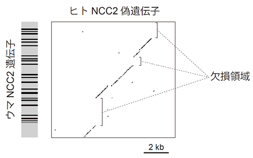 図1 ヒトNCC2遺伝子の偽遺伝子化 