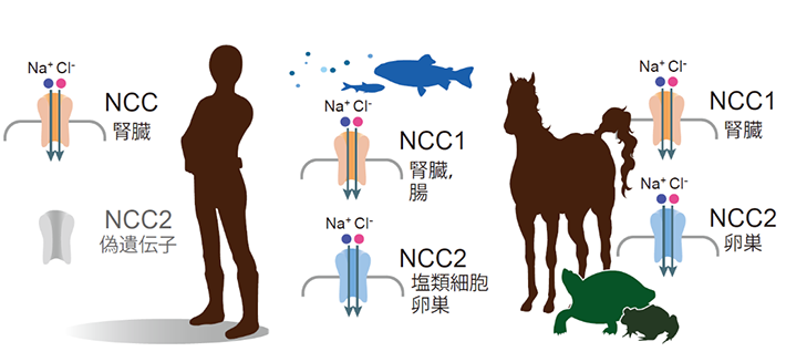 図2 脊椎動物におけるNCC1、NCC2の発現部位の比較 