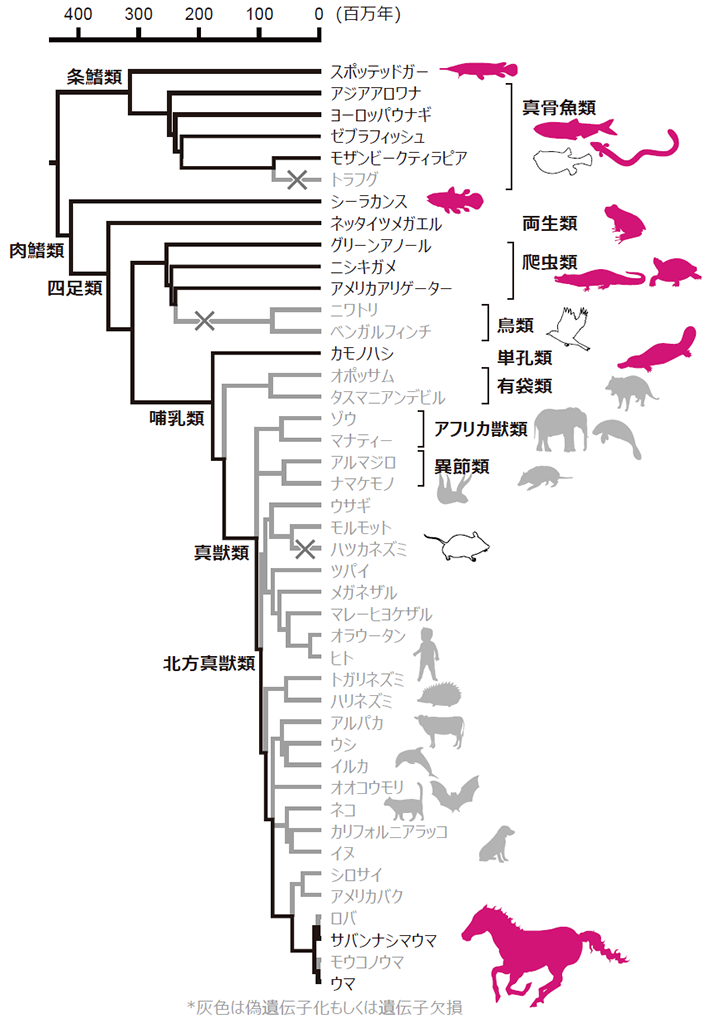 図3 脊椎動物におけるNCC2遺伝子の進化 
