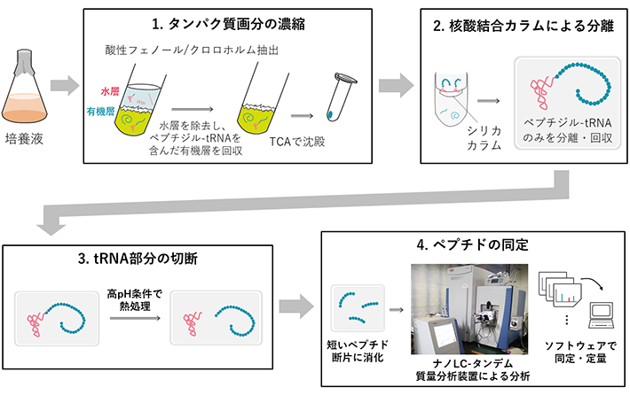 図1 PETEOS法の概略 