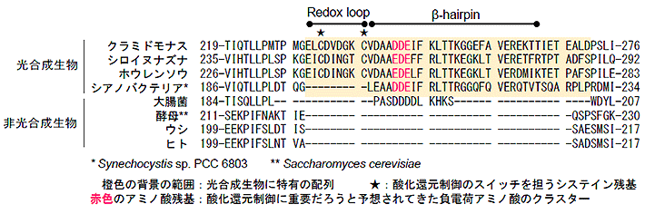 図1 ATP合成酵素の回転軸を構成するγサブユニットのアミノ酸配列の比較 