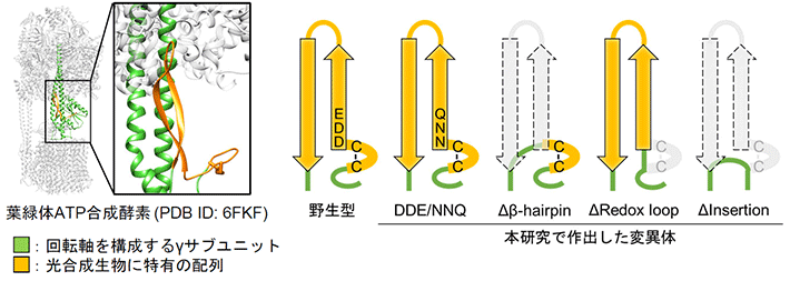 図2 光合成生物のγサブユニットに特有の配列の構造と本研究で作出した変異体のモデル図 