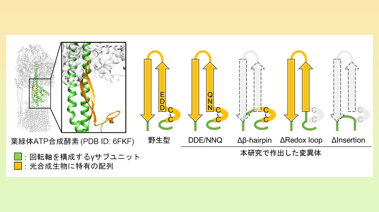 葉緑体ATP合成酵素の酸化還元制御のしくみを解明 光合成で