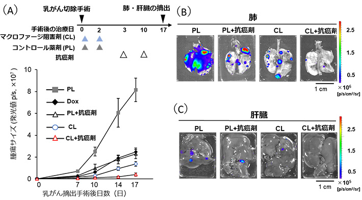 図1 乳腺常在マクロファージ阻害によるTNBC術後再発・転移抑制 （A）乳がん腫瘍摘出後の再発腫瘍の大きさの変化（使用したマウス：各治療群8匹） （B, C）腫瘍摘出手術後17日目の肺および肝臓における転移TNBC細胞の分布（着色されている箇所が転移したTNBC細胞）