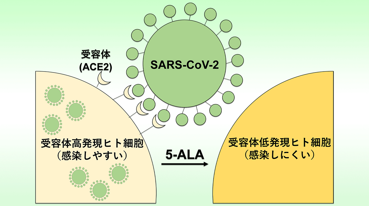 5-アミノレブリン酸による SARS-CoV-2ウイルス受容体の発現抑制
