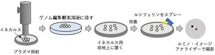 図1 イネカルスへのプラズマ照射によるゲノム編集酵素導入及びゲノム編集検出法 ゲノム編集が起こると化学発光を触媒する酵素遺伝子を導入したイネを作成し、このイネからカルスを誘導する。このイネから誘導したカルスを大気圧プラズマで処理したのち、ゲノム編集酵素を含む溶液に浸漬することで細胞内に入れて作用させる。イネカルスを一定期間培養したのち、酵素の基質を加え、化学発光の検出によってゲノム編集の成否を判定した。