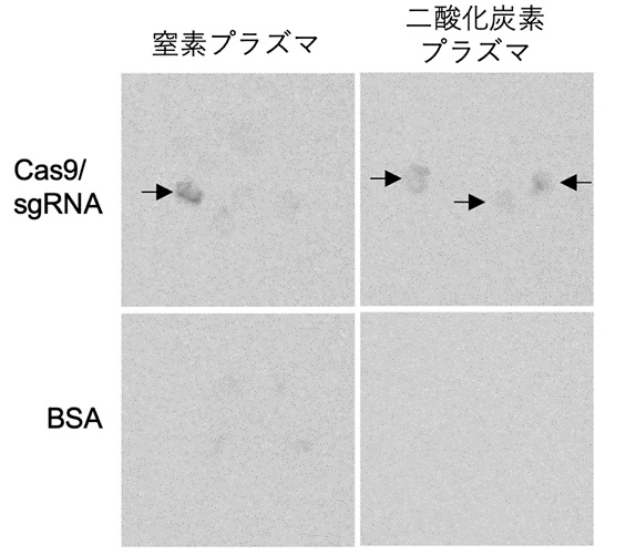 図2 ルミノ・イメージアナライザーで発光を検出 窒素ガス及び二酸化炭素ガスから生成させたプラズマ処理後、ゲノム編集酵素を含む溶液に浸漬したカルスで、ルシフェラーゼ活性が検出されたことから、ゲノム編集が起きたことがわかる。一方、プラズマ処理後ネガティブコントロールとしてBSA(牛血清アルブミン)溶液に浸漬した場合はこのような活性は認められない。