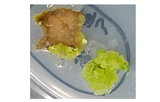 図3 薬剤耐性を獲得したタバコカルス プラズマ処理を行ったタバコ葉片から培養したカルスは、ハイグロマイシンと呼ばれる抗生剤物質（薬剤）存在下でも旺盛に増殖でき、ゲノム編集の成功が確認できた。