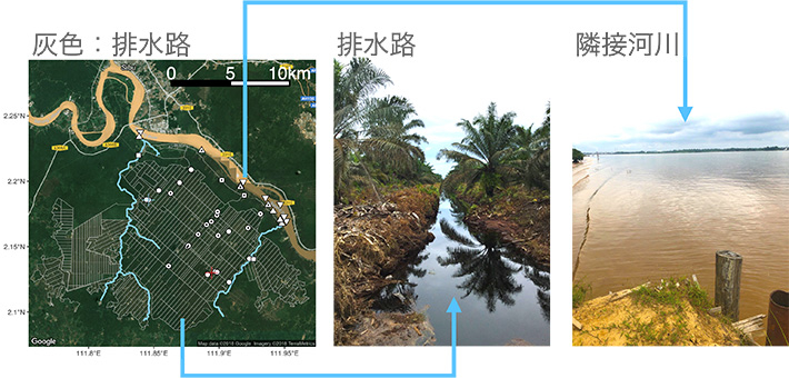 図1 本研究の対象のオイルパームプランテーションサイトとサンプリング地点例 