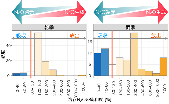 溶存N2O濃度の観測結果を飽和度で示したもの。乾季（左）と雨季（右）で濃度（飽和度）の分布が異なることが分かる。低濃度（図中の橙の100% ラインより左）のときには大気中濃度の平衡よりも溶存N2O濃度が低いため水が大気からN2Oを吸収し、100%を超える高濃度の時は水面から大気にN2Oが放出される。