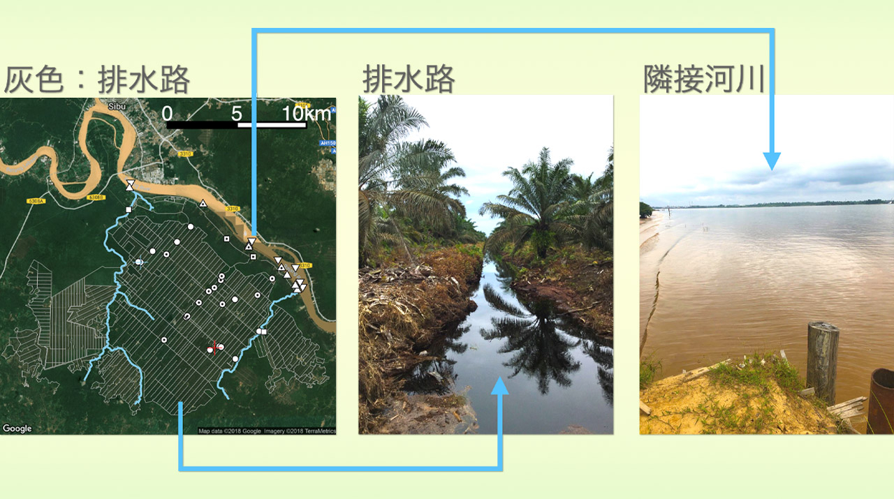 溶存N2Oの同位体分析を用いて泥炭湿地上のオイルパームプランテーション排水路の温室効果ガスN2Oの生成・除去機構を解明