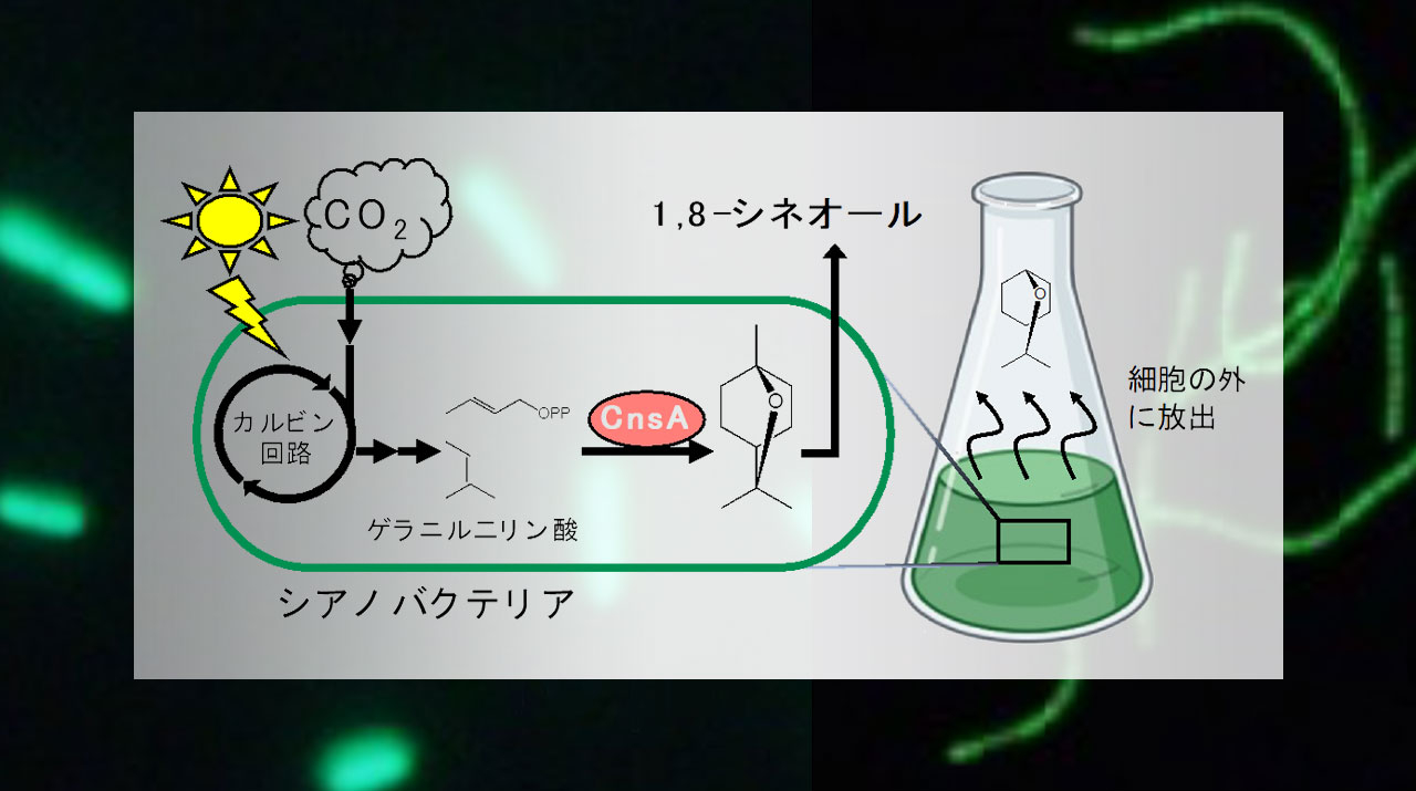 光合成微生物シアノバクテリアにおける広宿主ベクターの開発とその利用