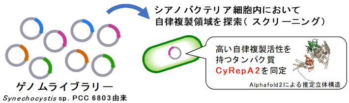 図1 シアノバクテリア自律複製領域の探索 
