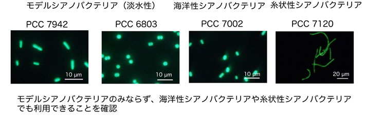 図2 GFP蛍光を指標としたpYSの宿主域評価 