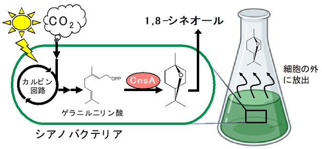 図3 シアノバクテリアを用いた揮発性テルペノイド、1,8-シネオールの生産 