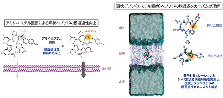図1 本研究の概要 （左）アミド-エステル置換によって環状ペプチドの受動的膜透過性が向上することの概念図。（右）分子シミュレーションとNMRデータに基づく環状デプシペプチドの膜透過プロセス。水中と膜中でみられた環状ペプチドの代表的な3次元構造を右に示している。（Nat. Commun. DOI: 10.1038/s41467-023-36978-z, (2023)より一部改変して転載。）