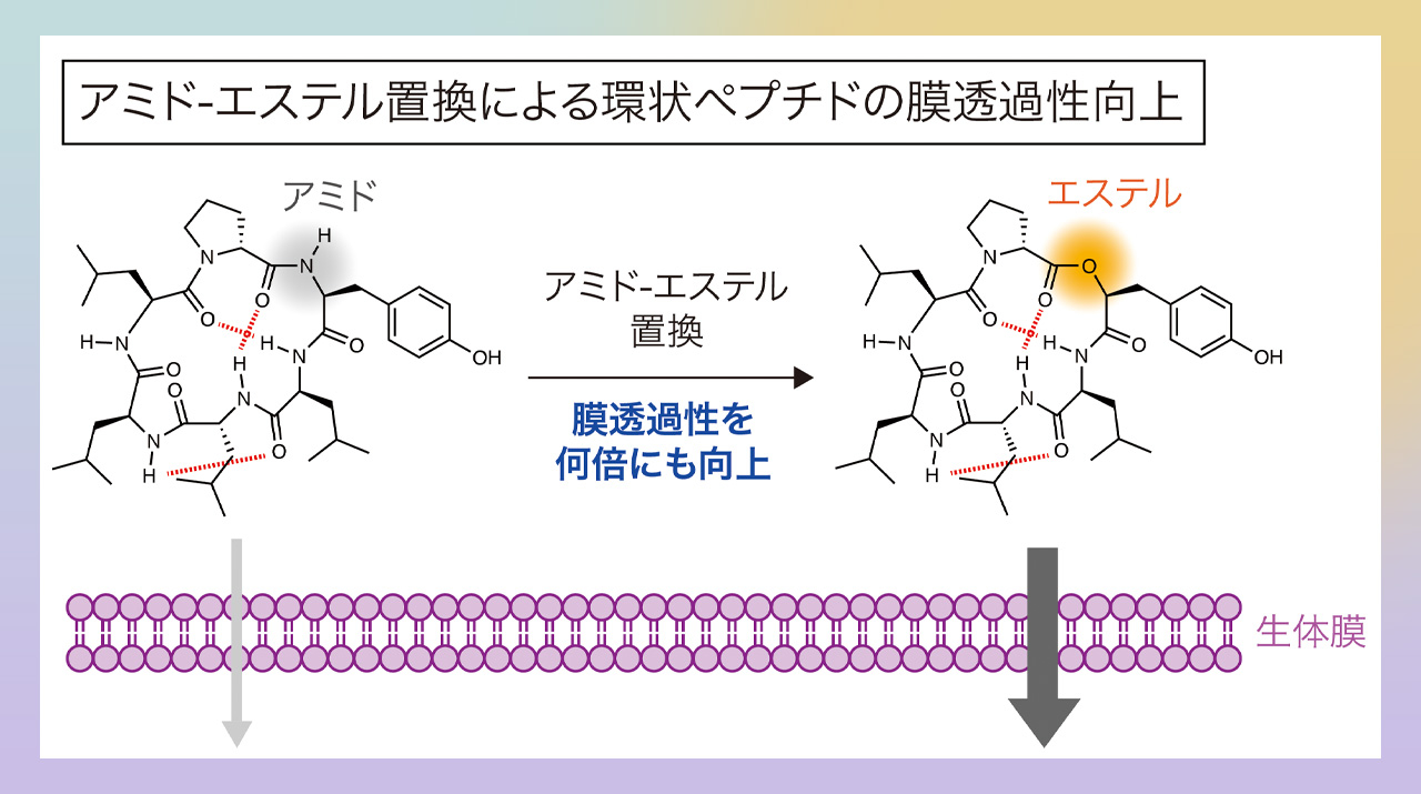 アミド-エステル置換により環状ペプチド膜透過性を大幅に向上