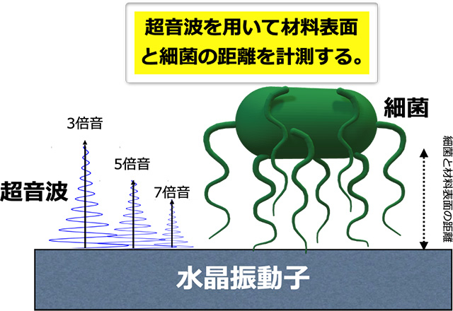 超音波を用いて細菌の付着形態を3次元的にナノスケール可視化