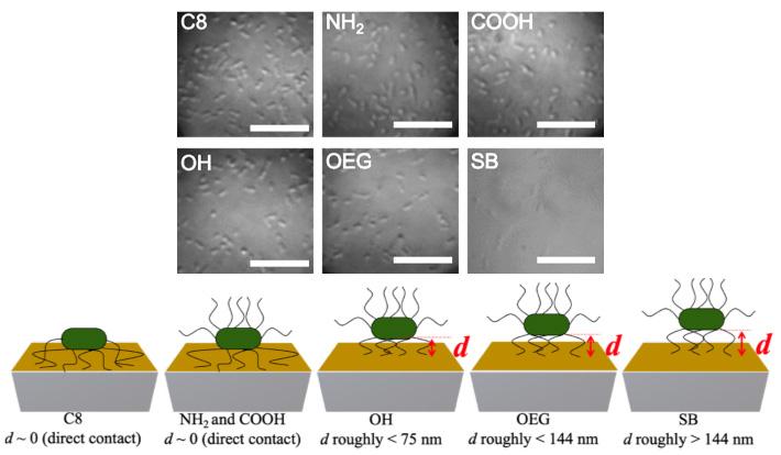 図1 （上図） さまざまなSAMsに付着した大腸菌の光学顕微鏡写真 （下図）今回の手法で得られた、自己組織化単分子膜への大腸菌のさまざまな付着形態の模式図｡それぞれのSAMの特性は以下の通りである｡C8: 疎水性。NH2 and COOH: 電荷を持ち､親水性。OH:電荷を持たず､親水性。OEGおよびSB: 抗タンパク質吸着性･抗細胞接着性。