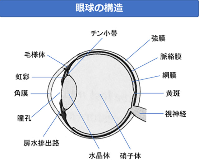 眼はさまざまな組織で構成されている。家系内あるいは個人の左右眼でも多彩な症状がさまざまな組み合わせで起こっていた。