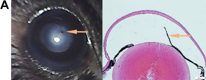 ノックアウトマウス（左：実体顕微鏡像; 右：組織染色像）。A. 白内障と虹彩異常（矢印）。