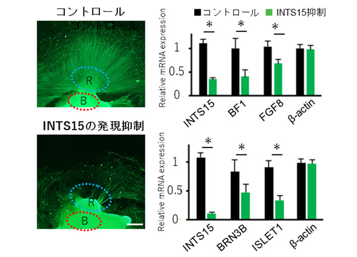 図4 ヒトiPS細胞から眼と脳の組織分化におけるINTS15抑制の変化。左：培養細胞塊の網膜(R)と脳(B)への分化。右：細胞内の脳（上）と網膜（下）の形成に関わる遺伝子（転写因子）の発現。INTS15の発現を抑制すると網膜(R)の神経線維の形成が障害され、脳と眼の形成に関わる遺伝子の発現が抑制される（緑）。 