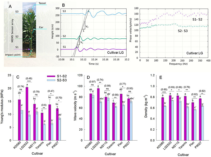 図1 衝撃試験に伴う振動データの記録区間とヤング率。 （A） MEMS（Micro Electro-Mechanical Systems）センサーアレイの配置図。 （B）トウモロコシ（cv. LG2533）の表面せん断波の走時曲線（左）と分散曲線（右）。走時曲線（実線）は、V1とV2の間で茎の波速度が異なることを明確に示している。また分散曲線からは、観測された弾性波にはわずかな分散性があることがわかる。  （C-E）各品種についてV1、V2から推定されるヤング率（C）、雌穂下部（S1-S2）と雌穂上部（S2-S3）の波速（D）、茎の密度（E）。C-Eの値は平均値±se（n=4）であり、Tukey'sHSD検定により統計的な差異を検討した。 それぞれp<0.05、p<0.01、p<0.001で有意な差が認められた。