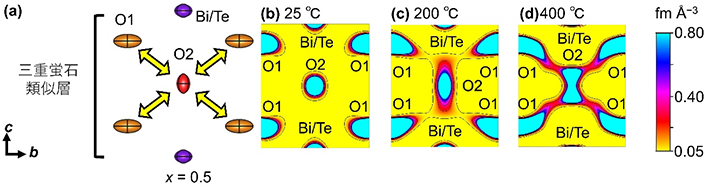 図4 LaBi1.9Te0.1O4.05Clの三重蛍石類似層のbc面（座標x=0.5）における（a）結晶構造と（b-d）中性子散乱長密度分布［（b）25℃、（c）200℃、（d）400℃］。（c、d）において酸化物イオンの拡散経路が可視化されている。 © Wiley、著者ら（2023） 