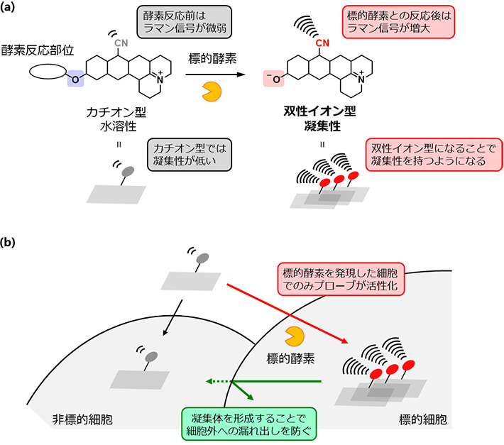 図1 酵素反応に伴う凝集体形成を利用した標的細胞の特異的検出（a）今回デザインしたプローブの特徴（b）標的細胞検出メカニズムのイメージ 