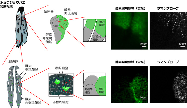 図2 開発したラマンプローブとショウジョウバエ遺伝学を応用した標的酵素発現領域の特異的検出 