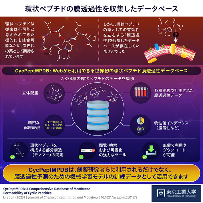 環状ペプチドの膜透過性データベースを公開