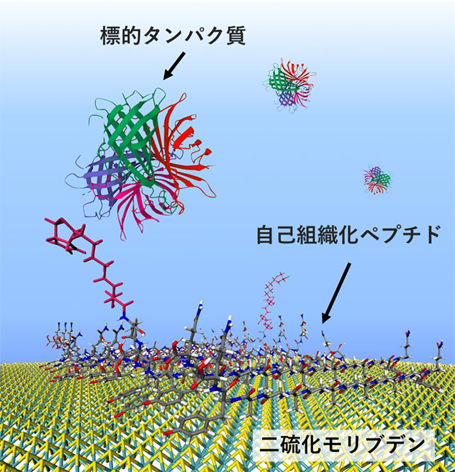 単層の二硫化モリブデン（MoS2）表面でバイオセンサーのプローブとして機能するペプチド自己組織化構造の模式図。