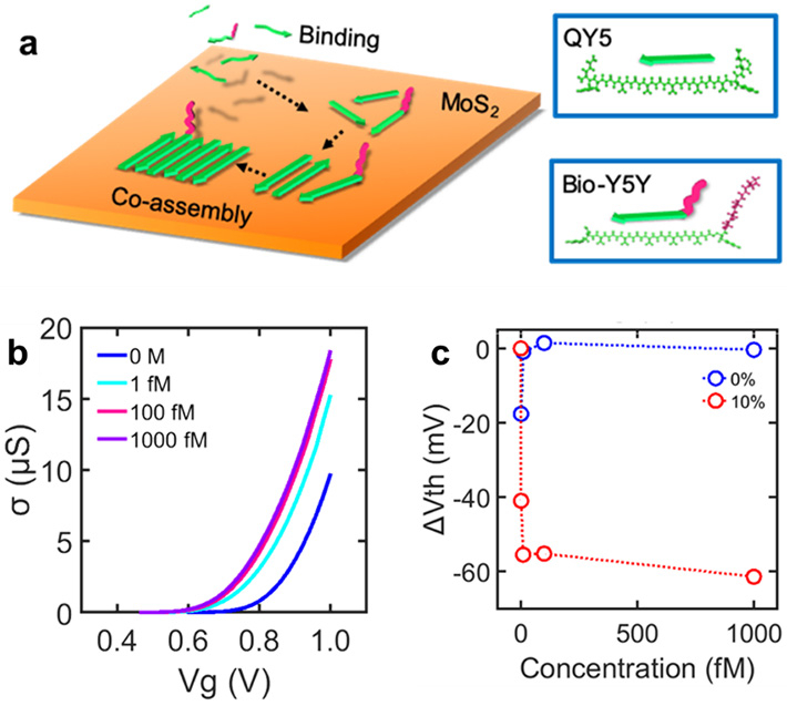 （a）ビオチン化ペプチドと足場ペプチドの共自己組織化の模式図。（b）MoS2トランジスタのタンパク質濃度に応答した変化。（c）トランジスタの閾値電圧の変化。ビオチン化ペプチドが全体のペプチドの10％含まれる場合（赤色）と含まれない場合（青色）の結果。