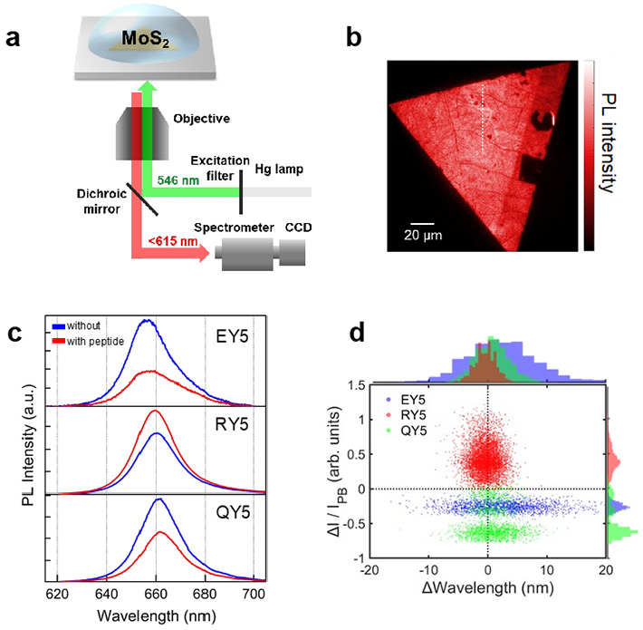  (a) MoS2の発光測定システムの模式図。(b) 単層MoS2の発光イメージ。(c) MoS2の発光スペクトル。青色と赤色の曲線はそれぞれ、ペプチドの修飾前と後のスペクトルを示す。 (d) 発光ピークの強度の変化量（縦軸）とピーク波長の変化（横軸）をそれぞれのペプチドで散布図にしたもの。