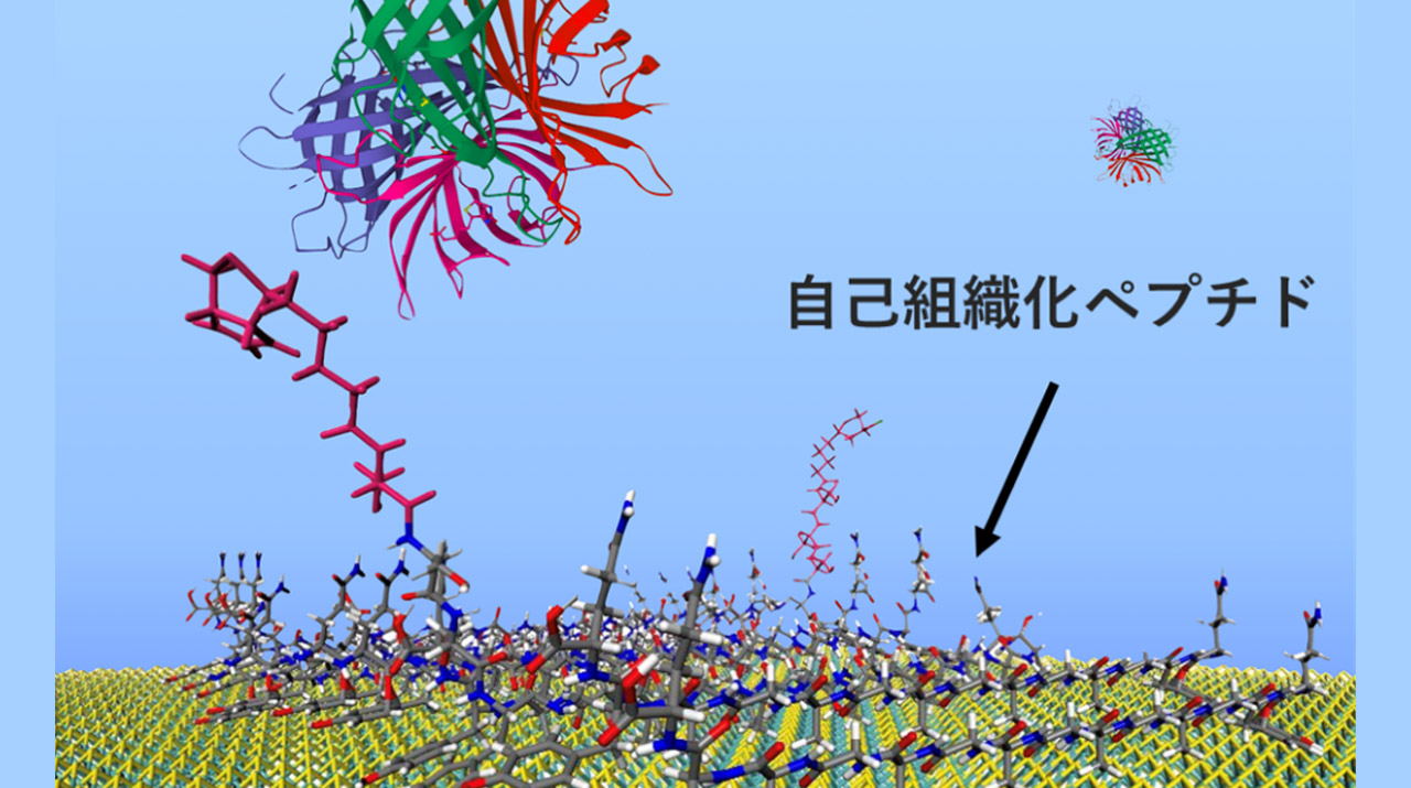 半導体ナノシートの「二硫化モリブデン」を自己組織化ペプチドで修飾