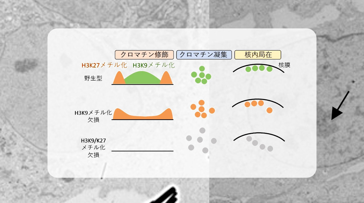 クロマチン