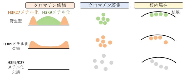 抑制性クロマチン修飾の欠損によるヘテロクロマチン構造の変化