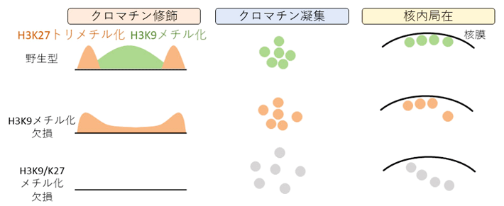 図2 H3K9メチル化、H3K27トリメチル化の欠損による核内クロマチン構造の変化 上段）野生型では、核内のヘテロクロマチンはH3K9メチル化とH3K27トリメチル化に覆われており、クロマチン同士は近接し、核膜周辺に存在する。  中段）核内ヘテロクロマチンのH3K9メチル化を欠損させると、残ったH3K27トリメチル化の分布は変化するが、クロマチン同士の近接や核内局在は野生型と比べてあまり変化しない。  下段）H3K9メチル化とH3K27トリメチル化の双方を欠損すると、ヘテロクロマチン同士の近接が減少するとともに、核膜周辺からヘテロクロマチンが離れる。しかし、この状態でもヘテロクロマチン構造を維持するゲノム領域もあり、H3K9メチル化およびH3K27トリメチル化非依存的なヘテロクロマチン維持機構の存在が示唆される。