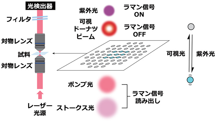 図1 ラマンプローブによる超解像イメージング（RESORT）法の模式図 