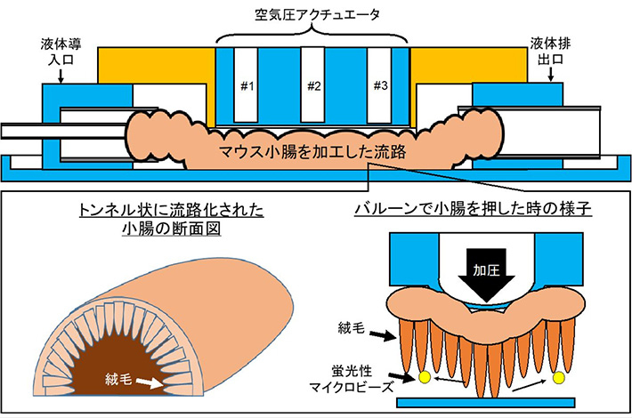 図1 開発デバイスの概念図 