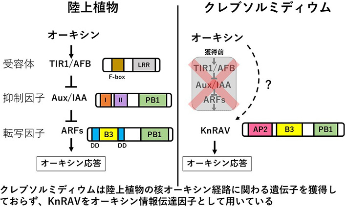 図1 陸上植物の核オーキシン経路と、本研究で明らかにしたクレブソルミディウムのオーキシン応答に関わる情報伝達因子 