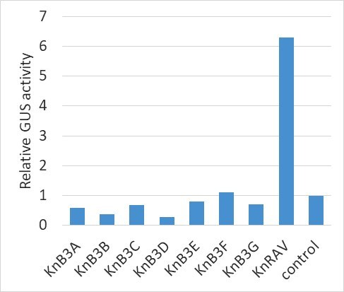 図4 8つの情報伝達因子の候補によるKnLBD1プロモーターの活性化 情報伝達因子を加えないコントロールサンプルに対して、KnRAVを加えたサンプルでのみKnLBD1プロモーターの活性化が見られた。