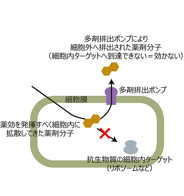 図1. 多剤排出ポンプによる薬剤耐性（AMR）のしくみ