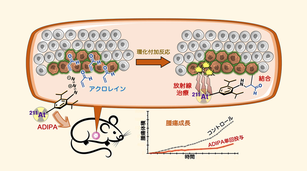 わずか窒素3原子でがんを見つけてα線治療 体内カスケード反応で