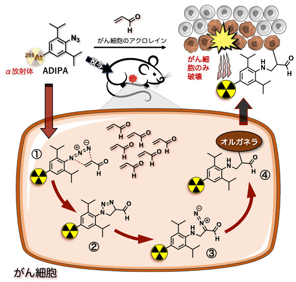 図1 アジド基とアクロレインの環化付加から始まるカスケード反応によるADIPAの作用 ADIPAは、2,6-ジイソプロピルフェニルアジドにα核種である211Atが結合した構造をしている（左上）。ADIPAががん細胞（茶色）に取り込まれると、アジド基（−N=N=N）とがん細胞が産生するアクロレイン（CH2=CHCHO）が環化付加反応を起こし（①）、中間体を経て（②）、ジアゾ化合物（=N2を持つ）となる（③）。ジアゾ化合物は速やかに細胞小器官（オルガネラ）と反応し、共有結合を形成する（④）。こうして、がん細胞に選択的に結合したADIPAは、211Atから高エネルギーのα線を放出し、周辺のがん細胞を死滅させる（右上）。一方で、α線は飛距離が短いため、少し離れた正常細胞（右上灰色）には影響を及ぼさない。